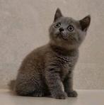 Prachtig en lief Brits korthaar poesje, Dieren en Toebehoren, Katten en Kittens | Raskatten | Korthaar, Poes, Ontwormd, 0 tot 2 jaar