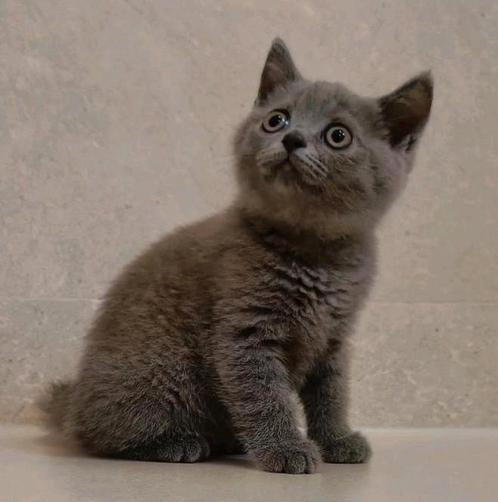 Prachtig en lief Brits korthaar poesje, Dieren en Toebehoren, Katten en Kittens | Raskatten | Korthaar, Poes, 0 tot 2 jaar, Ontwormd