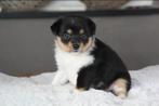 Pomsky pups te koop, Dieren en Toebehoren, Overige rassen, CDV (hondenziekte), 8 tot 15 weken, Meerdere