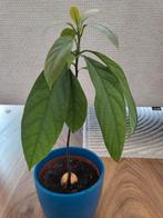 🥑Avocadoplant of ontkiemde pit (ook op aanvraag), Huis en Inrichting, Kamerplanten, Ophalen of Verzenden, Overige soorten, Minder dan 100 cm