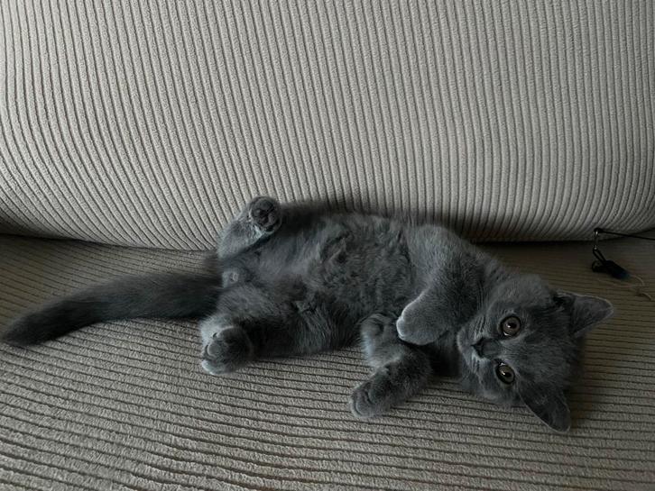 British Shorthair Kittens Looking for Their Forever Homes, Dieren en Toebehoren, Katten en Kittens | Raskatten | Korthaar, Meerdere dieren