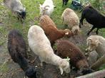 Ouessant ooien en ram te koop, Dieren en Toebehoren, Vrouwelijk, Overige soorten