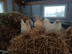 Serama hennetjes B klasse, Dieren en Toebehoren, Pluimvee, Vrouwelijk, Kip