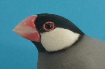 Te koop TT waardige Rijstvogels beschikbaar voor biedingen