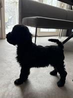 Prachtige boompoo pups Boomer x stamboom poedel., Reu, 8 tot 15 weken, Meerdere, Nederland