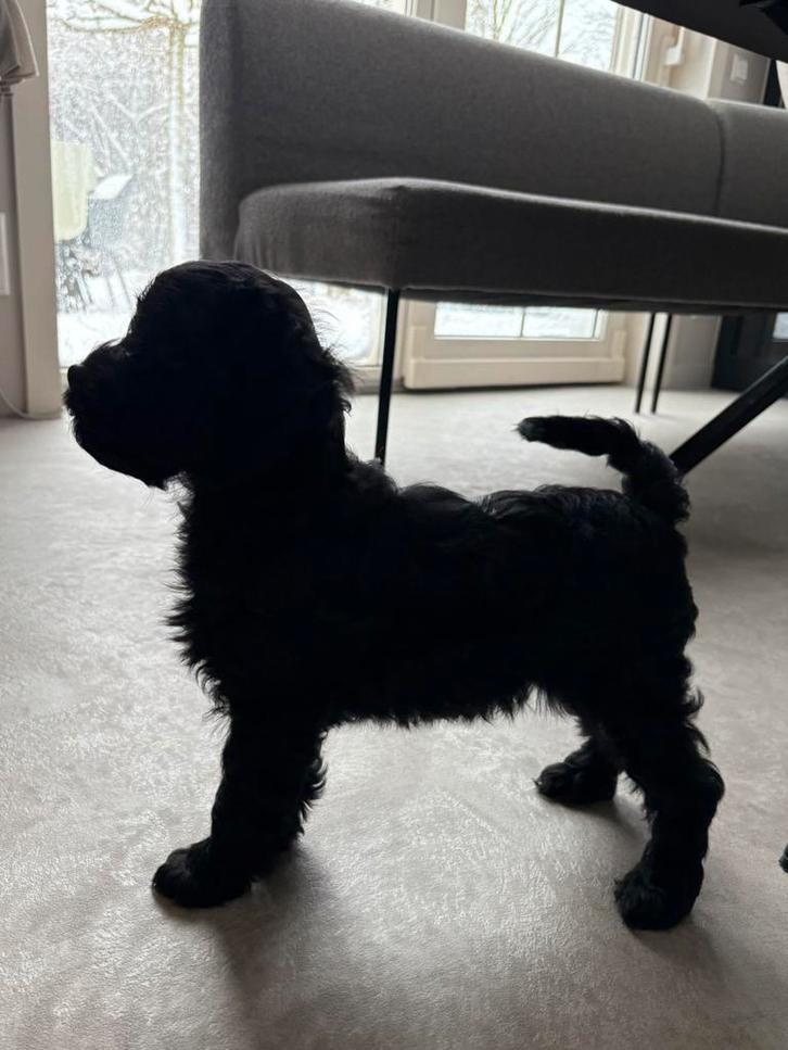 Prachtige boompoo pups Boomer x stamboom poedel., Dieren en Toebehoren, Honden | Niet-rashonden, Reu, Particulier, Meerdere, Nederland