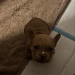 Pocket bully pup, Dieren en Toebehoren, Parvo, 8 tot 15 weken, Teef, Bulldog