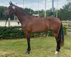 Zeer mooie drachtige fok/rij merrie, Dieren en Toebehoren, Paarden, Merrie, Dressuurpaard