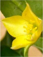 Talinum Affrum uit Zimbabwe potmaat 13 cm, Overige soorten, Ophalen of Verzenden, In pot, Minder dan 100 cm