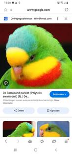 Gezocht!!  zoek koppel barraband parkieten met blauwe streep, Dieren en Toebehoren, Vogels | Parkieten en Papegaaien, Meerdere dieren
