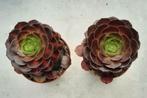 Aeonium Matcha Cake, Vetplant, Ophalen of Verzenden, Minder dan 100 cm, Bloeiende kamerplant