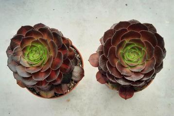 Aeonium Matcha Cake beschikbaar voor biedingen