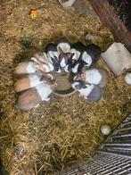 Konijn, Dieren en Toebehoren, Konijnen, Meerdere dieren