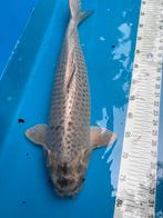 55 cm soragoi koi, Dieren en Toebehoren, Vissen | Vijvervissen, Karper of Koi