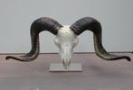 Grote schedel RAM heideschaap op metalen sokkel (gewei)
