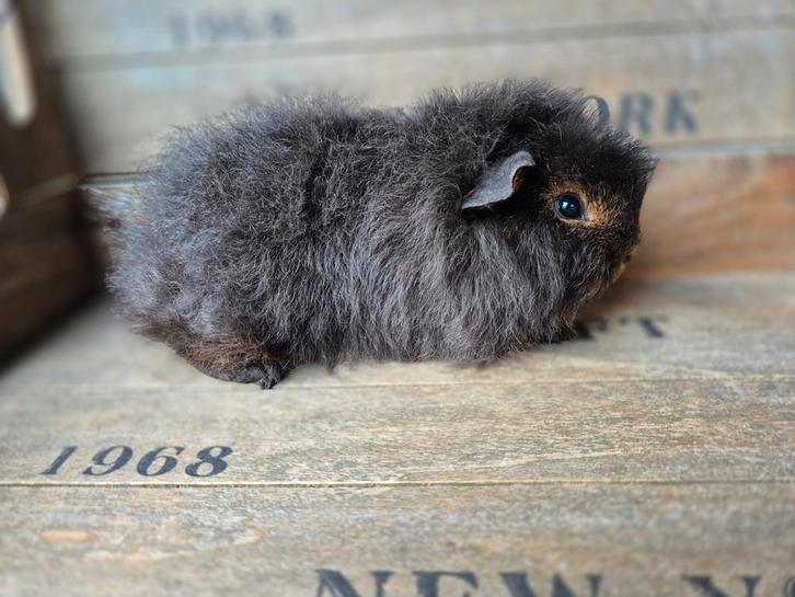 Jong CH-Teddy cavia beertje, Dieren en Toebehoren, Knaagdieren, Mannelijk, Cavia, September, Tam