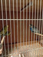 37 grasparkieten, Meerdere dieren, Parkiet, Geringd