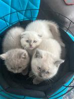 Kittens, Dieren en Toebehoren, Kater