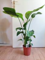 Strelitzia Nicolai - Paradijsvogelplant H: 80 cm., Ophalen, Overige soorten, Halfschaduw, Minder dan 100 cm