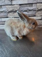 Baby hangoorkonijntjes, Meerdere dieren, Klein, Hangoor, 0 tot 2 jaar