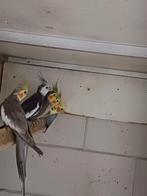 Valkparkieten, Dieren en Toebehoren, Vogels | Parkieten en Papegaaien, Meerdere dieren, Parkiet