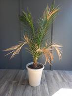 Phoenix canariensis - plant inclusief pot, Ophalen, Bloeit niet, Overige soorten, Volle zon