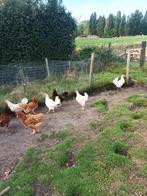 5 Witte en 5 bruine kippen, Dieren en Toebehoren, Pluimvee, Vrouwelijk, Kip
