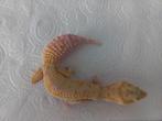 Luipaardgekko, Dieren en Toebehoren, Reptielen en Amfibieën, Hagedis
