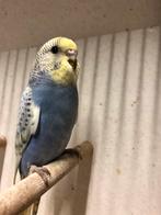 Jonge grasparkieten, Dieren en Toebehoren, Vogels | Parkieten en Papegaaien, Geslacht onbekend, Parkiet, Tam