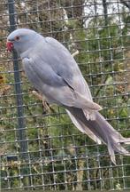 Violet dominant gezoomde halsbandparkiet, Dieren en Toebehoren, Vrouwelijk, Parkiet, Geringd