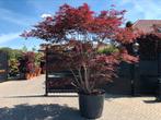 Japanse esdoorn Acer palmatum Trompenburg, Ophalen, Overige soorten