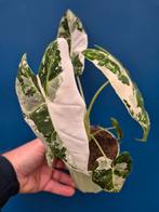 Alocasia Frydek Variegata p10 (5), Huis en Inrichting, Kamerplanten, Ophalen of Verzenden, Halfschaduw, Minder dan 100 cm