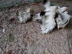 Raszuivere chabo's,zwart witstaarten en geparelde., Dieren en Toebehoren, Pluimvee, Meerdere dieren, Kip