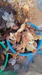 Isopods, Dieren en Toebehoren, Overige soorten