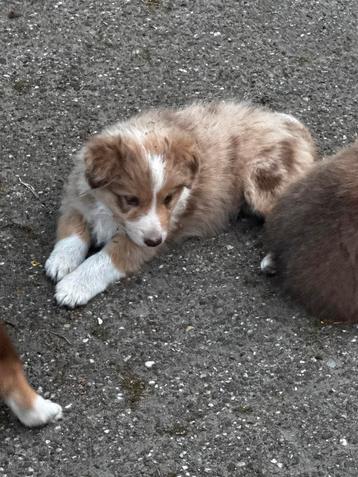 Border collie pups te koop  beschikbaar voor biedingen