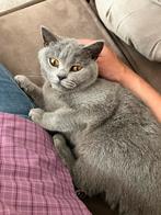 Lieve Britse Korthaar zoekt een rustig nieuw thuis, Dieren en Toebehoren, Katten en Kittens | Raskatten | Korthaar, Poes, Ontwormd