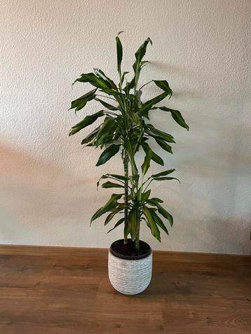 Grote plant met pot, 110 cm hoog beschikbaar voor biedingen