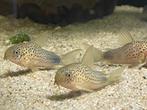Hoplisoma (corydoras) Simile, Vis, Zoetwatervis
