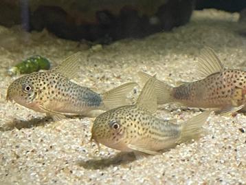 Hoplisoma (corydoras) Simile beschikbaar voor biedingen