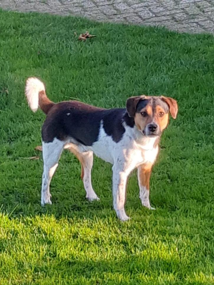 boerenfox dekreu, Dieren en Toebehoren, Honden | Dekreuen, Reu, Particulier, Eén hond, Nederland, 1 tot 2 jaar