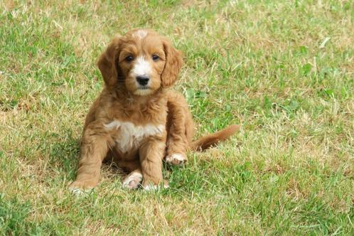 Prachtige Medium Labradoodle x Toller Retriever pups, Dieren en Toebehoren, Honden | Chihuahua's en Gezelschapshonden, Meerdere dieren
