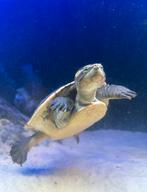 Roodbuikspitskop (emydura) schildpadden, Dieren en Toebehoren, Reptielen en Amfibieën, Schildpad, 0 tot 2 jaar