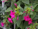 40 zaden Mirabilis Jalapa, Verzenden, Voorjaar, Volle zon, Zaad