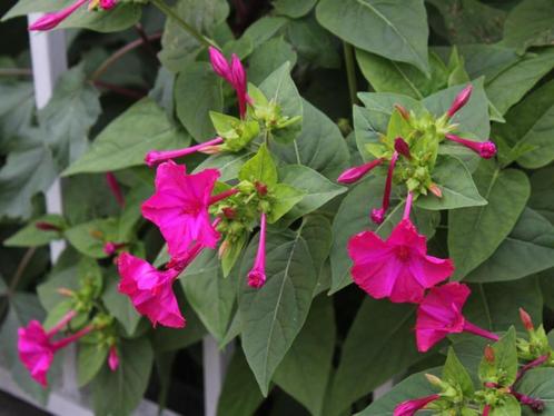 40 zaden Mirabilis Jalapa, Tuin en Terras, Bloembollen en Zaden, Zaad, Voorjaar, Volle zon, Verzenden