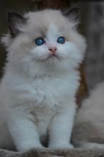 Prachtige Ragdoll kittens beschikbaar, Dieren en Toebehoren, Meerdere dieren