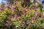 Vlinderstruik - buddleja   v.a. 8,95€, Ophalen of Verzenden, Vlinderstruik, Minder dan 100 cm