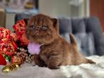 Doll Face Cinnamoon en Fawn kittens, Kater, 0 tot 2 jaar