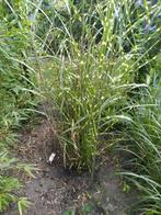 Miscanthus Sinensus Strictus, Tuin en Terras, Planten | Tuinplanten, Ophalen