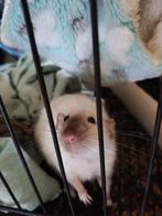 Lieve ratjes te koop inclusief hun Vila., Dieren en Toebehoren, Knaagdieren, Rat, Mannelijk, Januari, Tam