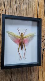 Grote opgezette chondracris rosea in lijst / roze sprinkhaan, Ophalen of Verzenden, Zo goed als nieuw, Insect, Opgezet dier